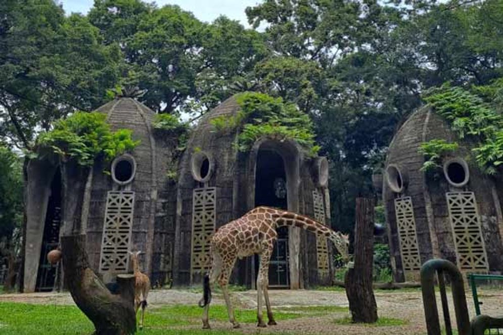 Kebun Binatang Ragunan: Satwa pun Butuh Liburan